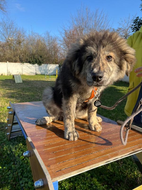 PAUL NEWMAN CUCCIOLO Foto 6